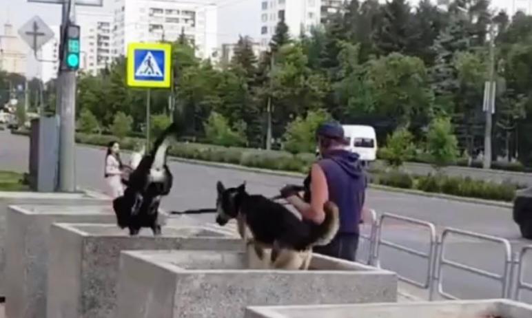 Фото Прыг-скок: пустующие кадки на проспекте Ленина в Челябинске оценили собаки