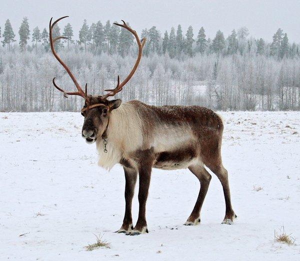 Фото Вот олени! Герда сбежала от Кая