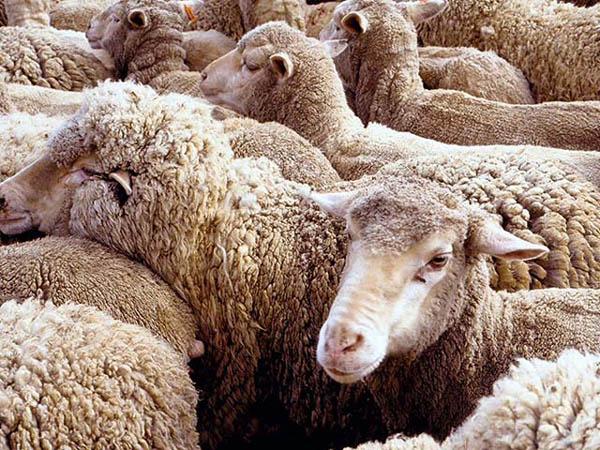 Фото Россельхознадзор пропустил племенных бычков и овец в Бурятию
