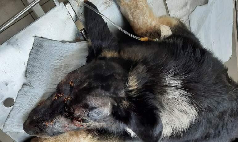 Фото По факту расстрела собаки в Нагайбакском районе возбуждено уголовное дело