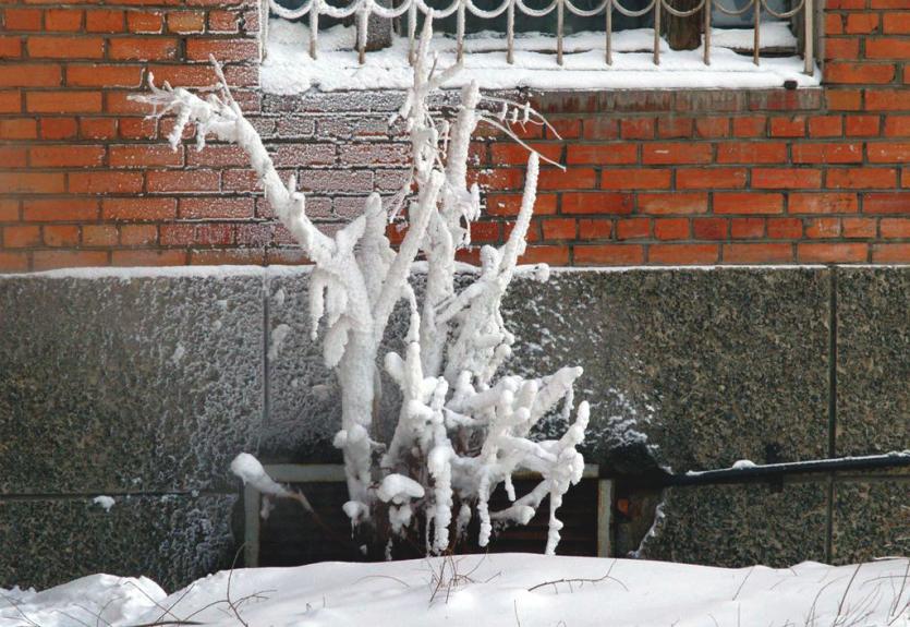 Фото В среду в Челябинской области небольшой снег, изморозь