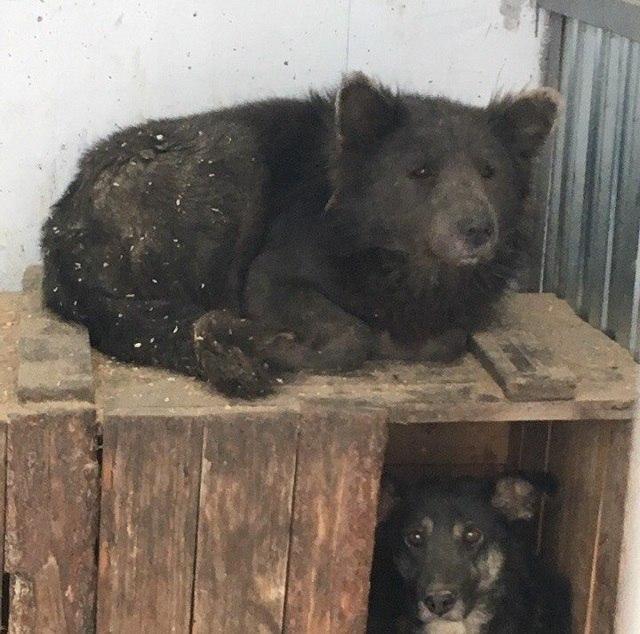 Фото Медведь или собака? В челябинском приюте для домашних животных появился необычный пес