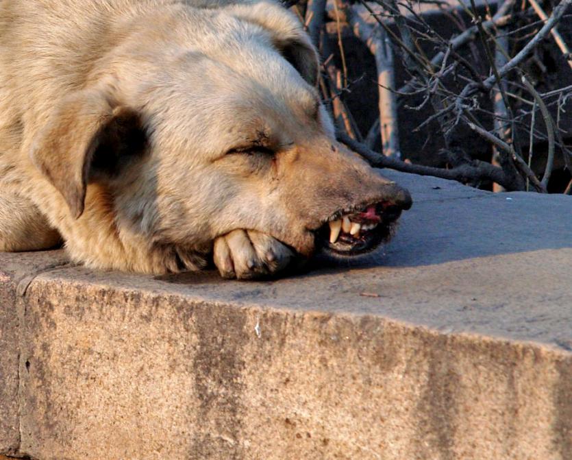 Фото Домашний щенок стал восьмой жертвой бешенства в Челябинской области в 2018 году