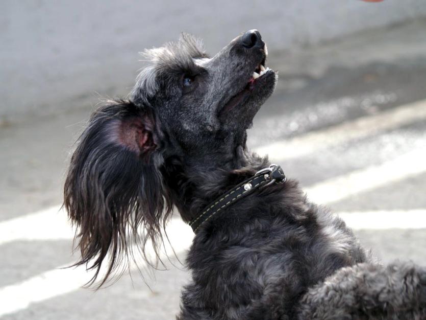 Фото В Челябинске клещи все чаще кусают собак