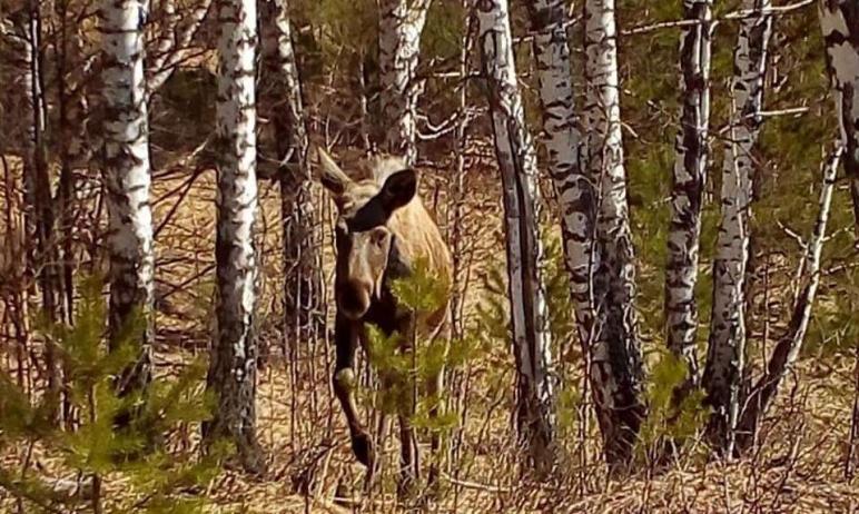 Фото В нацпарке «Зигальга» встретили храброго лося