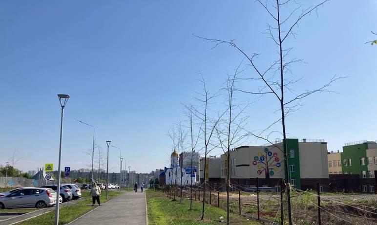 Фото Мэрия Челябинска: «Подрядчик заменит неприжившиеся деревья на Молдавской по гарантии»