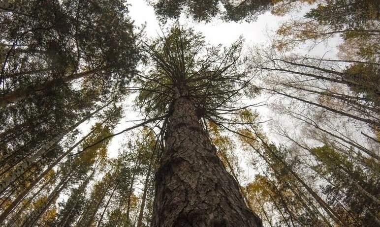 Фото Карагайская лиственница претендует на звание главного дерева страны