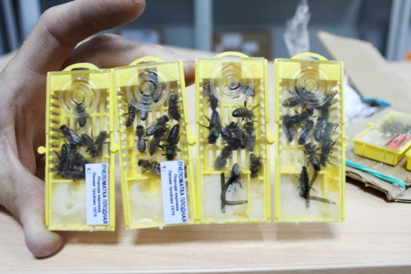 Фото Почта России доставила в Челябинск «живую посылку» с пчелами