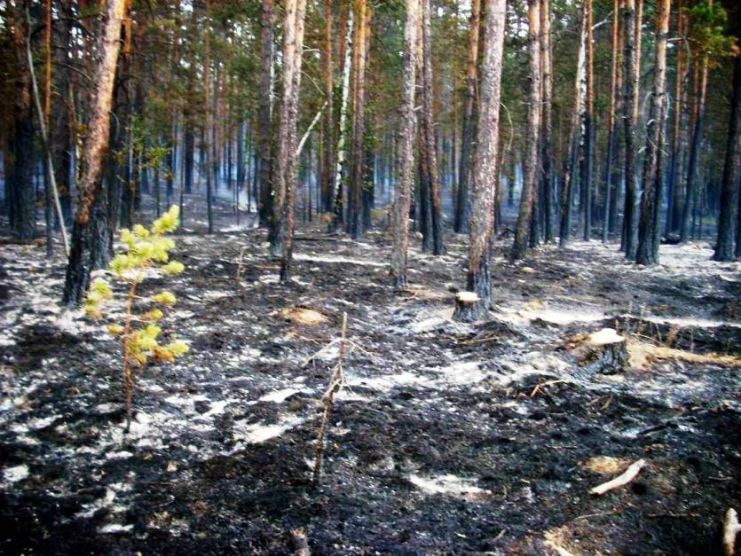 Фото Санарский бор спасли от пожара – кто теперь спасет его от произвола чиновников?