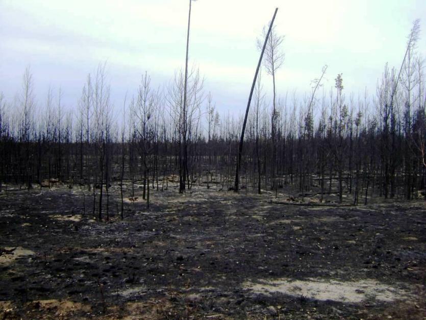 Фото Огонь в Санарском бору потушили, но возмущение экологов не угасает