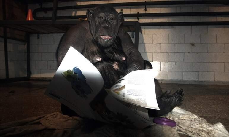 Фото ВОЗ созывает чрезвычайную встречу экспертов для обсуждения вспышки оспы обезьян
