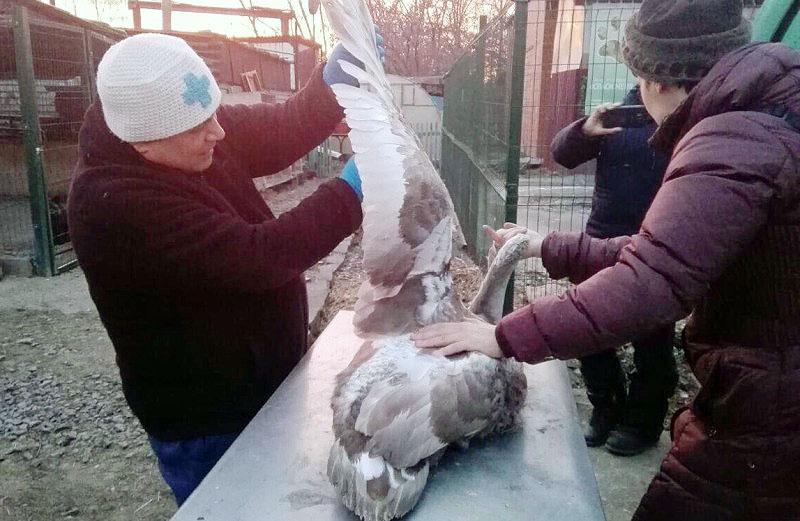 Фото В Челябинской области спасли на озере погибающего лебедя
