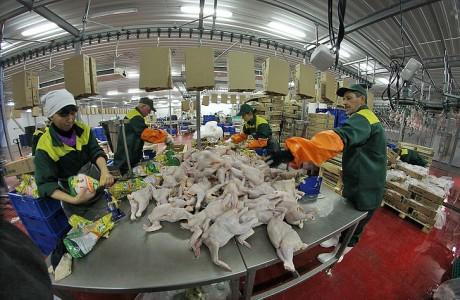 Фото Михаил Юревич принял участие в открытии нового убойного цеха ООО «Ситно» в Нагайбакском районе