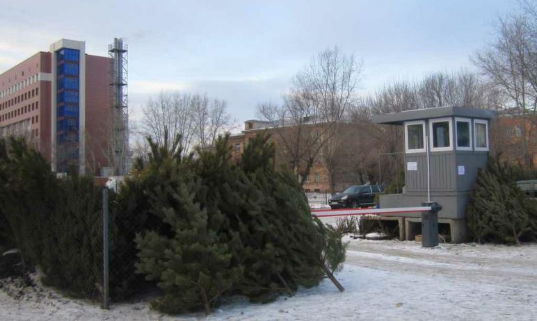 Фото В Челябинске процветает нелегальная торговля новогодними деревьями