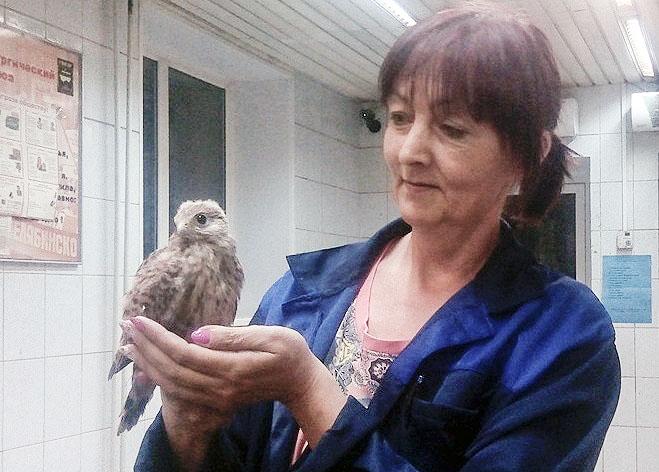 Фото Жительница Челябинска спасла птенца хищной птицы