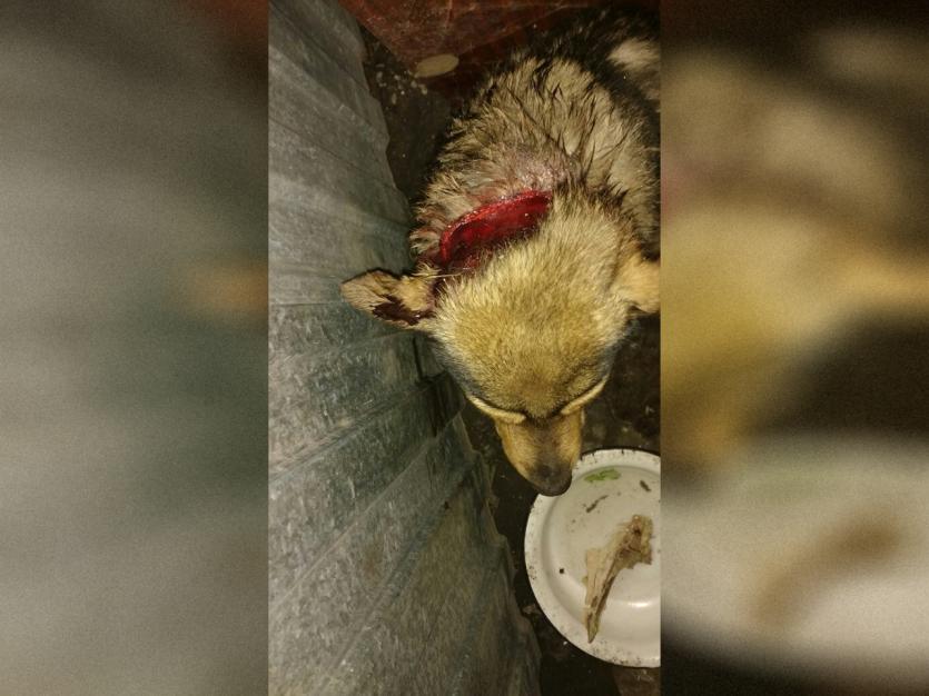 Фото В Чебаркуле живодеры сняли скальп с живой собаки