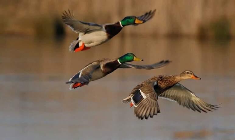Фото В Челябинской области назвали сроки начала весенней охоты на птиц