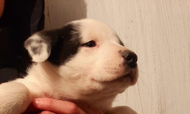 Фото Спасенные в Челябинске щенки срочно ищут дом и любящих хозяев