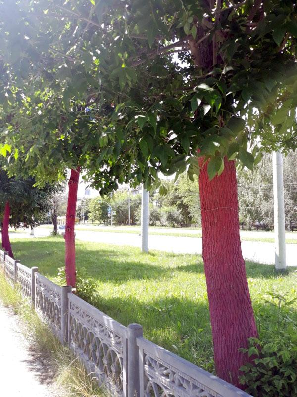 Фото В Челябинске появились розовые деревья