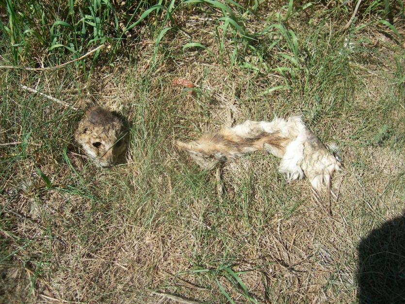 Фото Поколение «Жесть»: юные истязатели зверски убивали кошек
