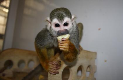 Фото В Год обезьяны у челябинских приматов большое пополнение