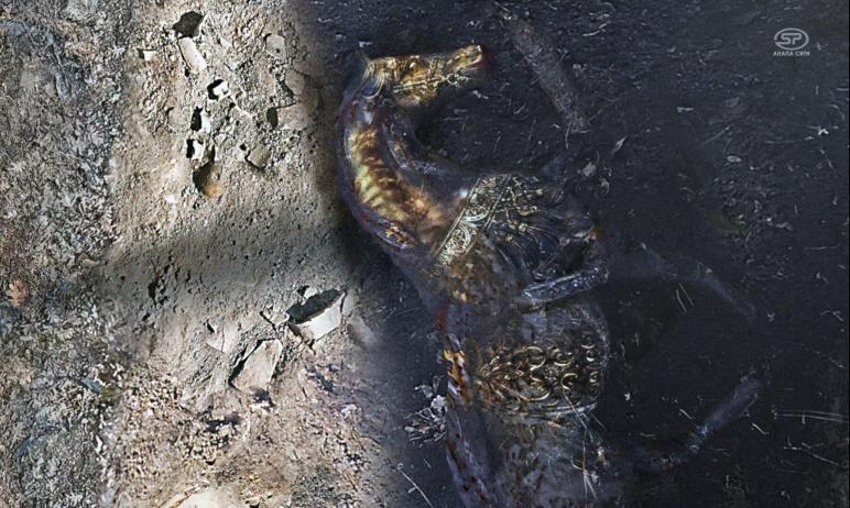 Фото Археологи нашли под Анапой золотого коня царя Митридата