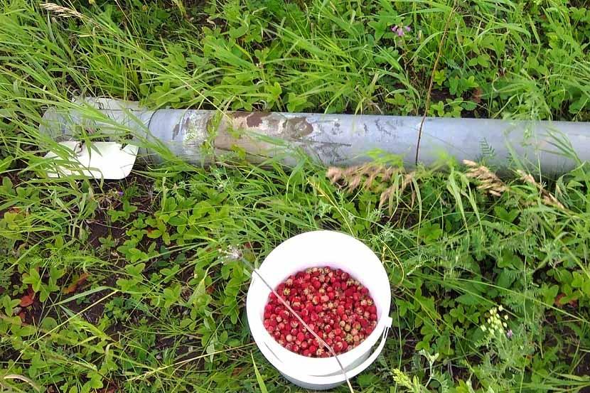 Фото Южноуральский ягодник нашел в лесу часть снаряда от ракетной системы «Град»