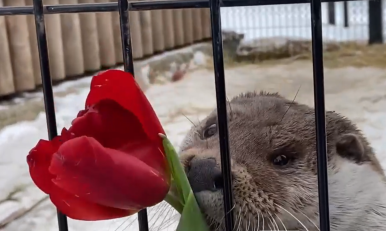 Фото Для милых дам: прекрасным обитательницам Челябинского зоопарка подарили ароматные символы весны