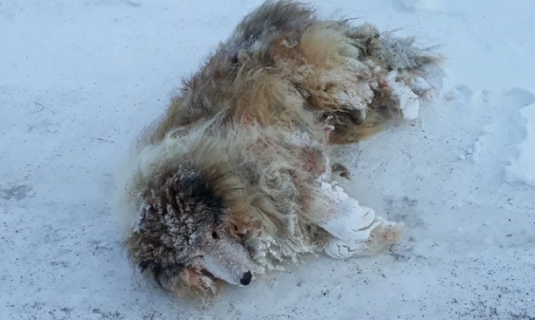 Фото Собака плакала: в Златоусте кинолог спас замерзающего на улице пса
