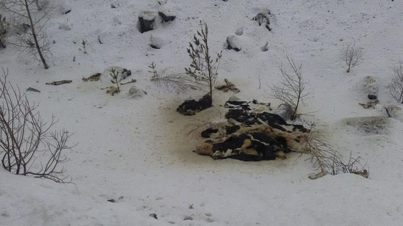 Фото Свалку из трупов собак, обнаруженную возле кладбища в Сатке, убрали