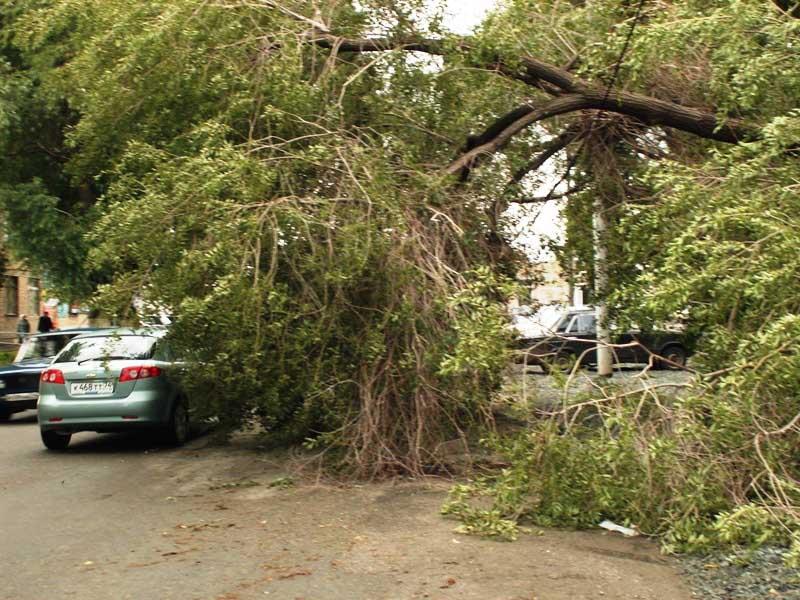 Фото Челябинцы могут сообщить об «аварийных» деревьях в городскую администрацию