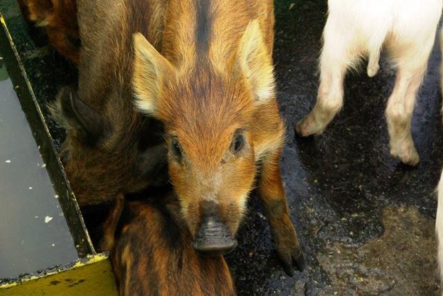 Фото Сельский предприниматель вместе со свиньями попал в поле зрения Россельхознадзора