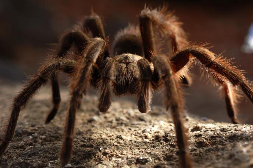 Фото Челябинская область подвергается нашествию тарантулов