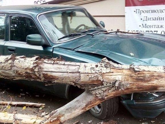 Фото В Миассе тополь рухнул на машину и сбил прохожего