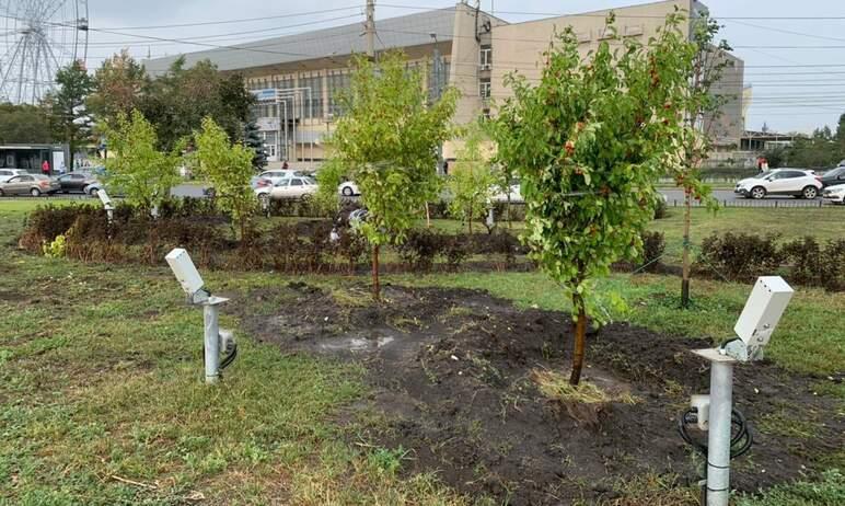 Фото В Челябинске на транспортной развязке у «Юности» ведется замена неприжившихся растений