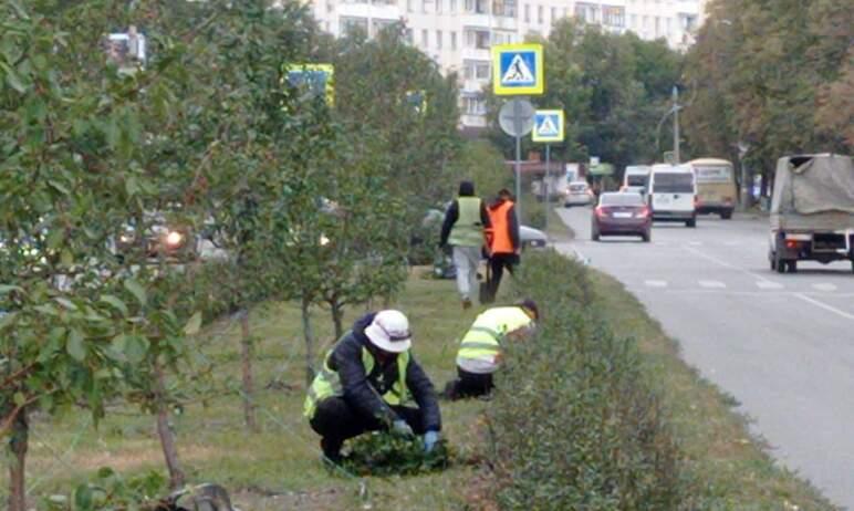 Фото На разделительном газоне в Челябинске завершается замена погибшего кизильника