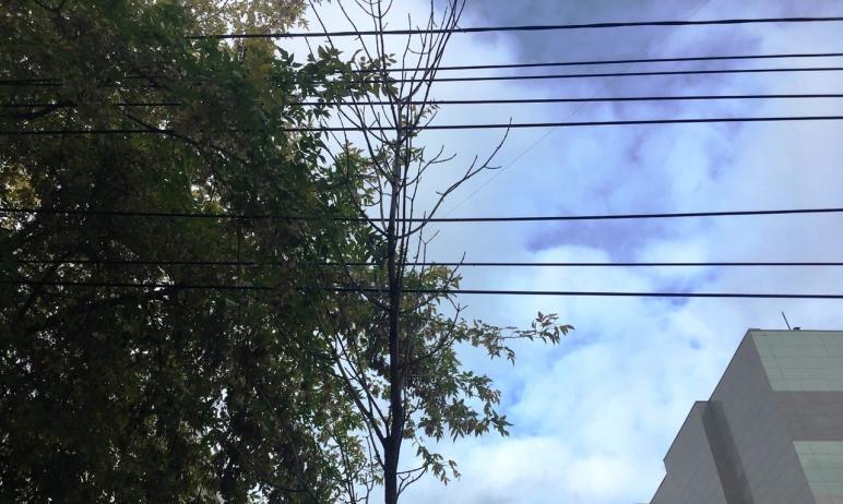 Фото Засохшие деревья и кустарники в Челябинске заменят только к началу осени