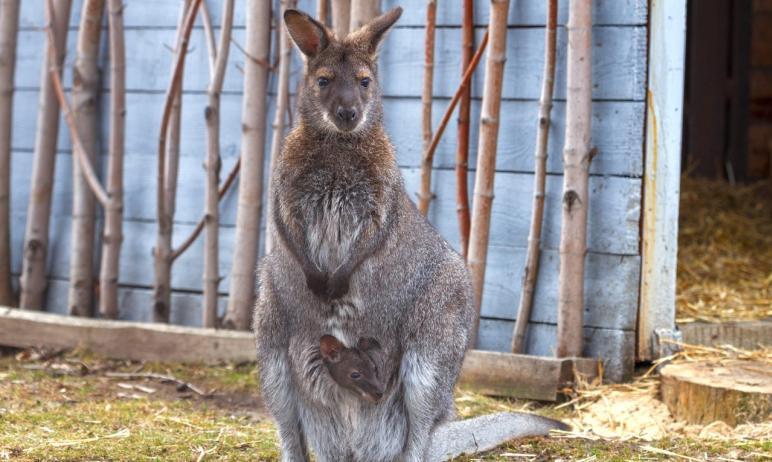 Фото Челябинский кенгуру Джек стал отцом сразу двух очаровательных малышей от разных «жен»