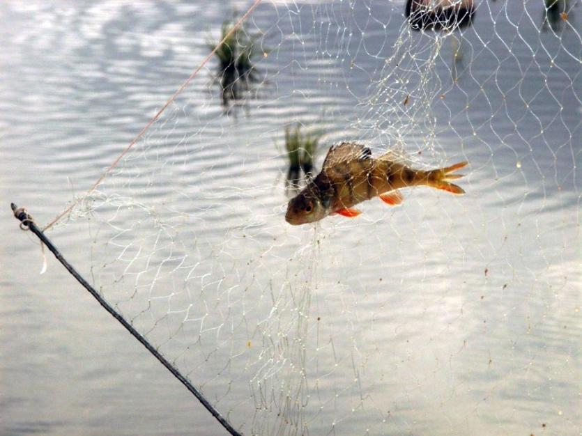 Фото Рыбакам Челябинской области не хватает рыбы
