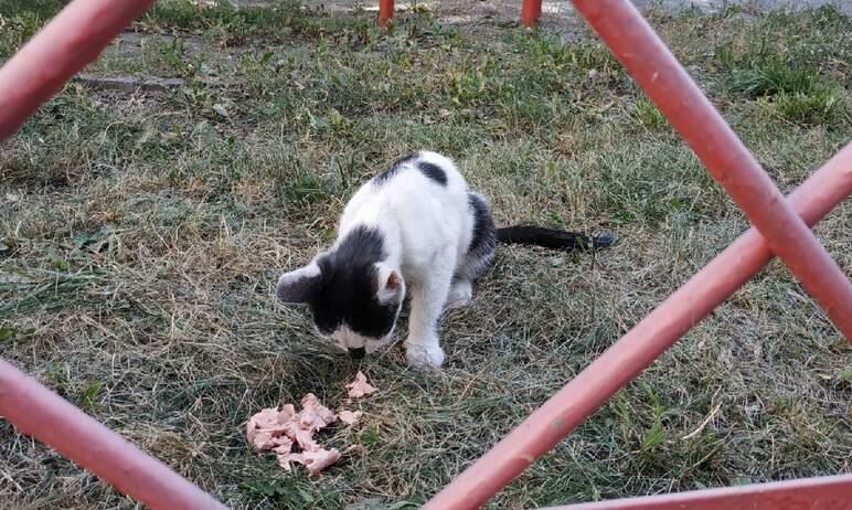 Фото В Магнитогорске от бешенства погиб домашний кот, вводится карантин
