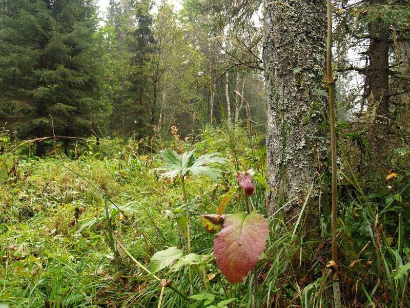 Фото В лесу около Вишневогорска нашли завернутый в пакет человеческий плод