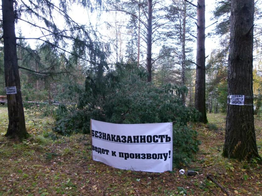 Фото В Златоусте противники вырубки сосен в знак протеста разбили палатки около «Веселой горки»