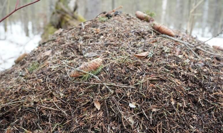 Фото Пробудившиеся в «Зигальге» муравьи возвестили о приходе весны и начали уборку