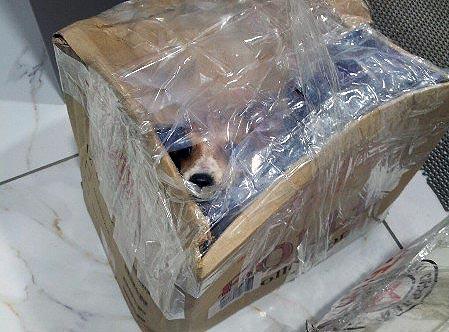 Фото В Магнитогорске щенков выбросили на улицу в коробке, наглухо замотанной пленкой