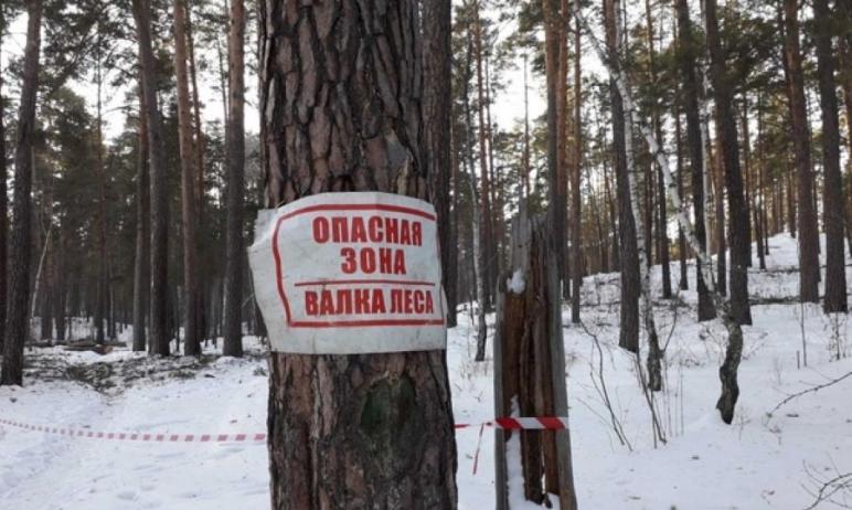 Фото Рубка леса в курортной зоне вблизи Кисегача названа законной, однако ее решено прекратить