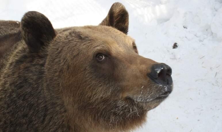 Фото В челябинском зоопарке погибли два бурых медведя: Степана и Машу отравили