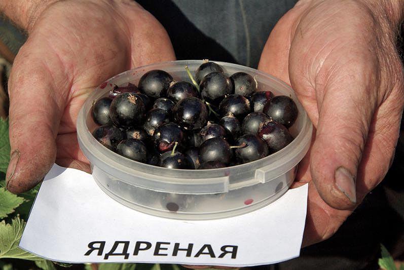 Фото Садоводы Челябинска смогут беспошлинно торговать собственной продукцией на летних рынках