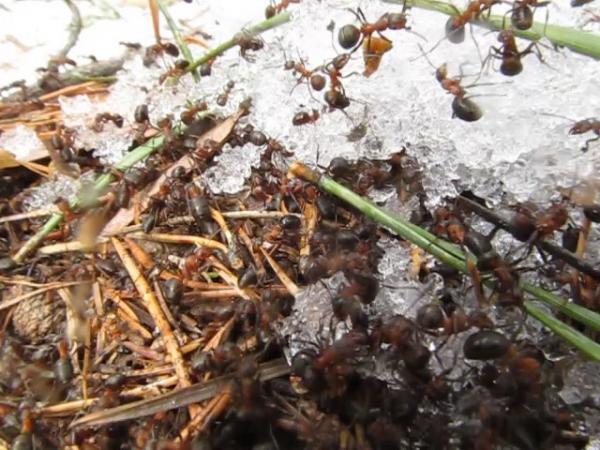 Фото На Таганае показались муравьи и дождевые черви – они почуяли весну
