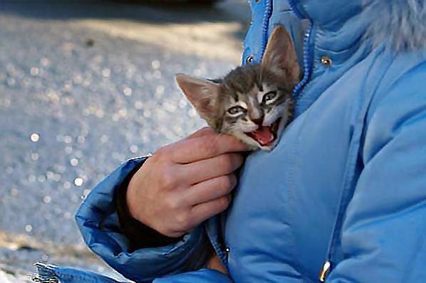 Фото Житель Челябинска, выкинувший кошку с седьмого этажа, оштрафован на 15 тысяч