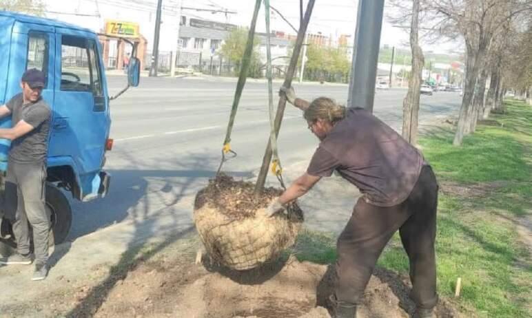 Фото На Комсомольском проспекте Челябинска высаживают липы
